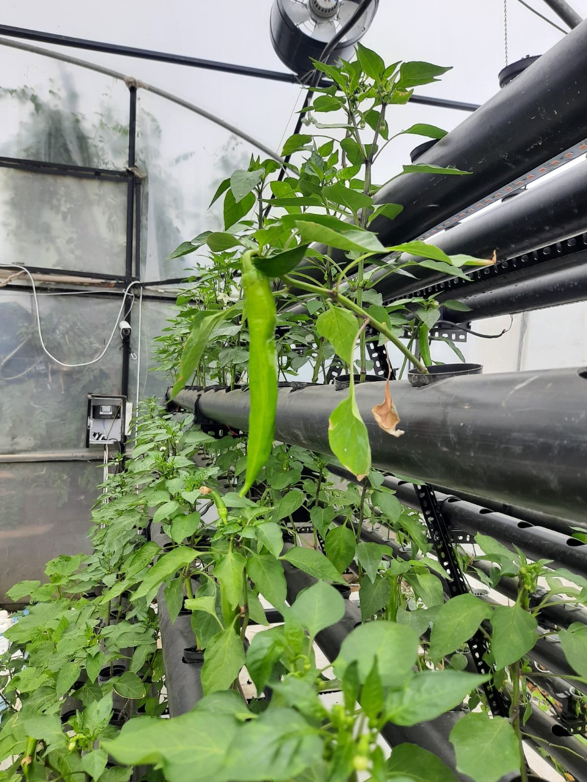 Pepper on a substrate system
