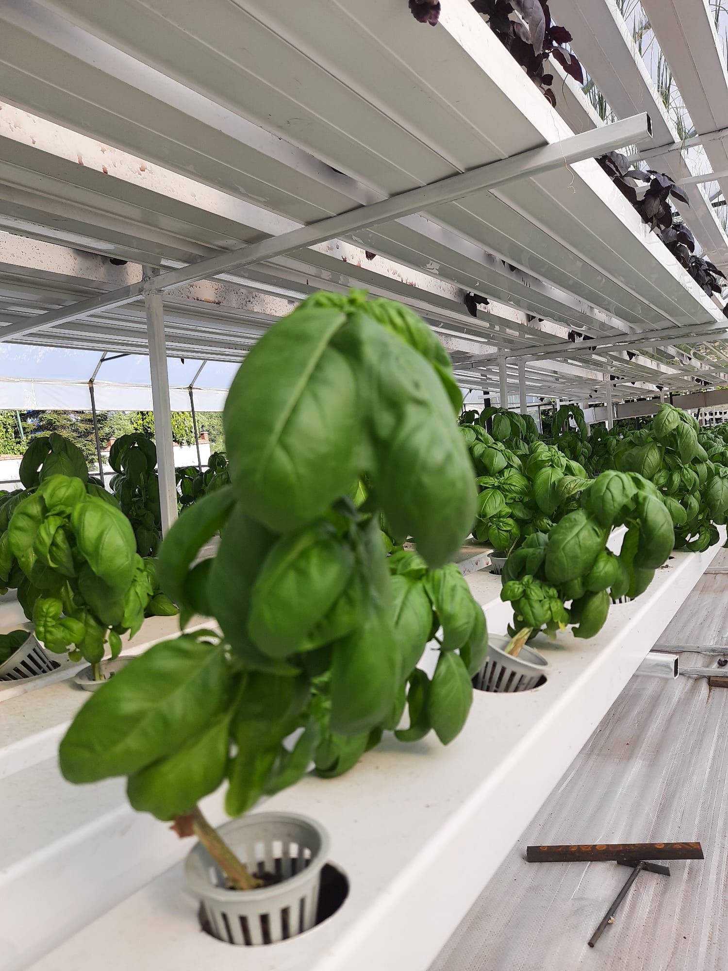 Sweet basil
