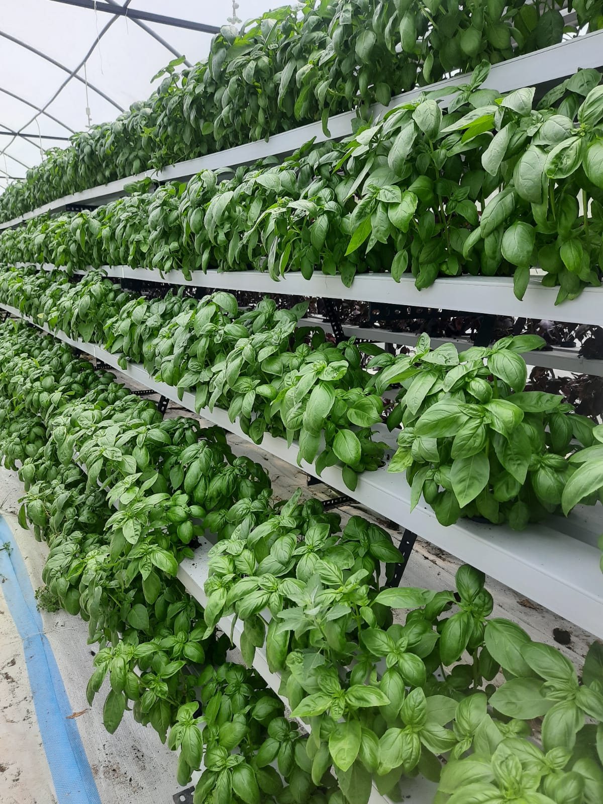 Basil at full canopy