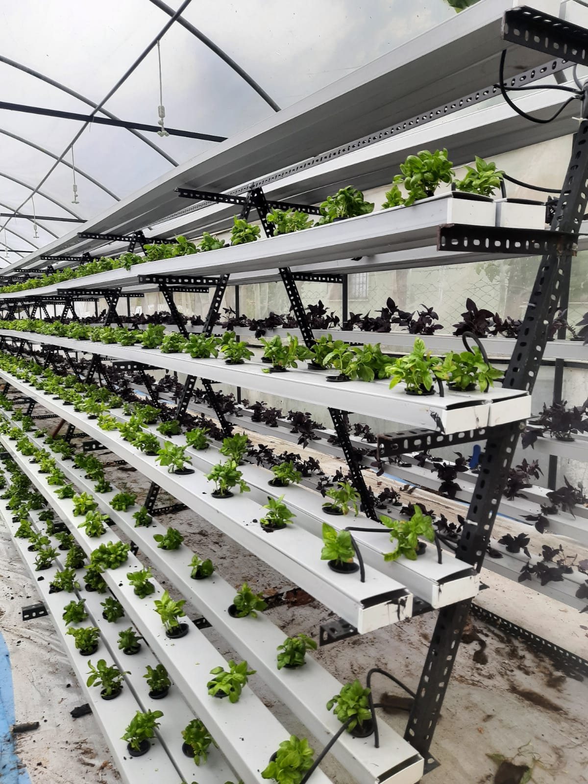 Multi-level planting on stacked beds