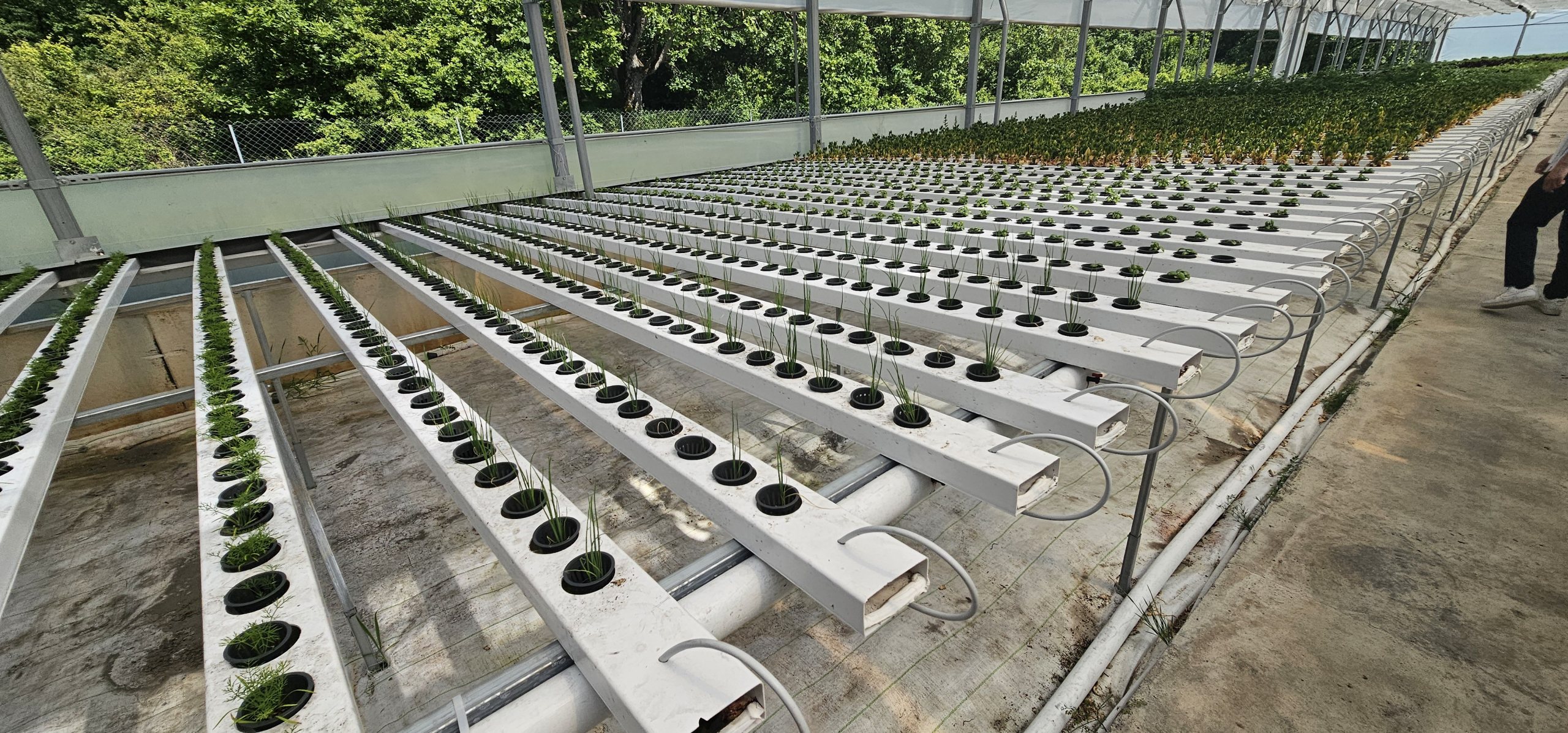 Growing lines installed and empty