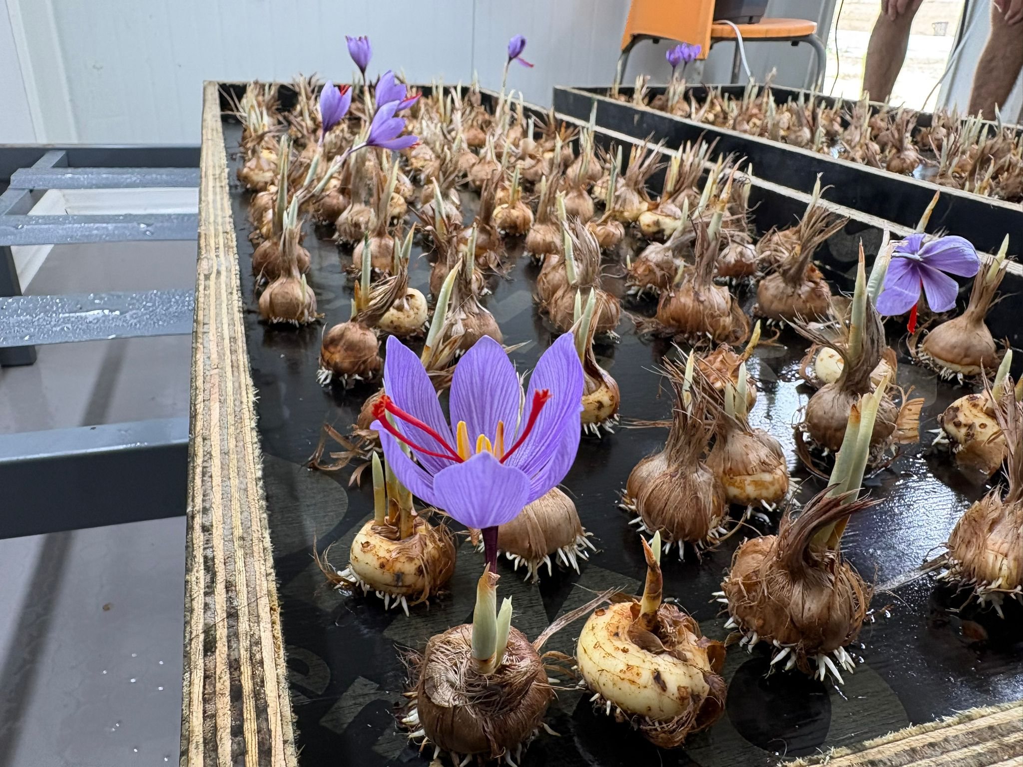 Saffron corms in a tray system