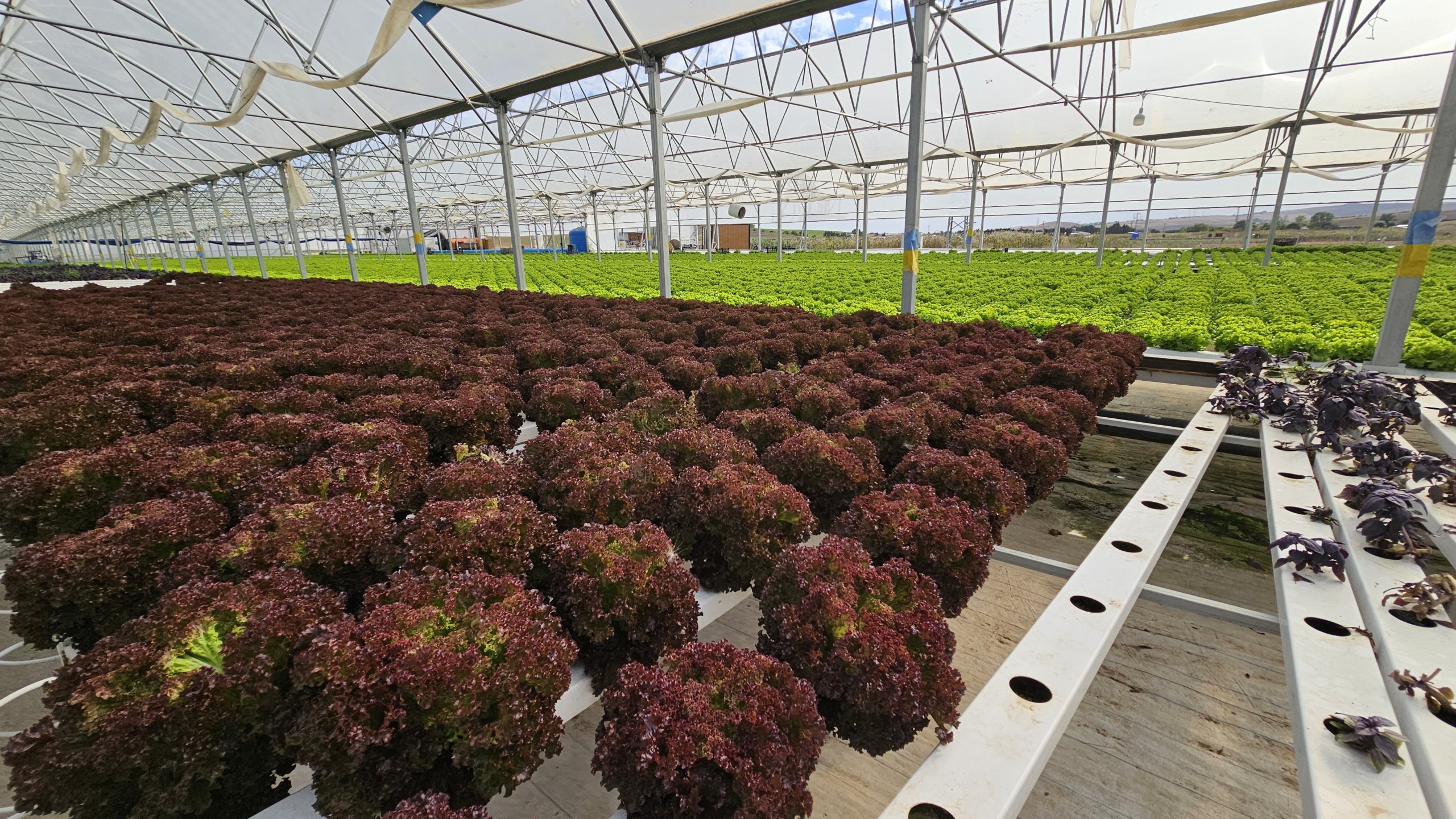 Red leaf lettuce at Silivri