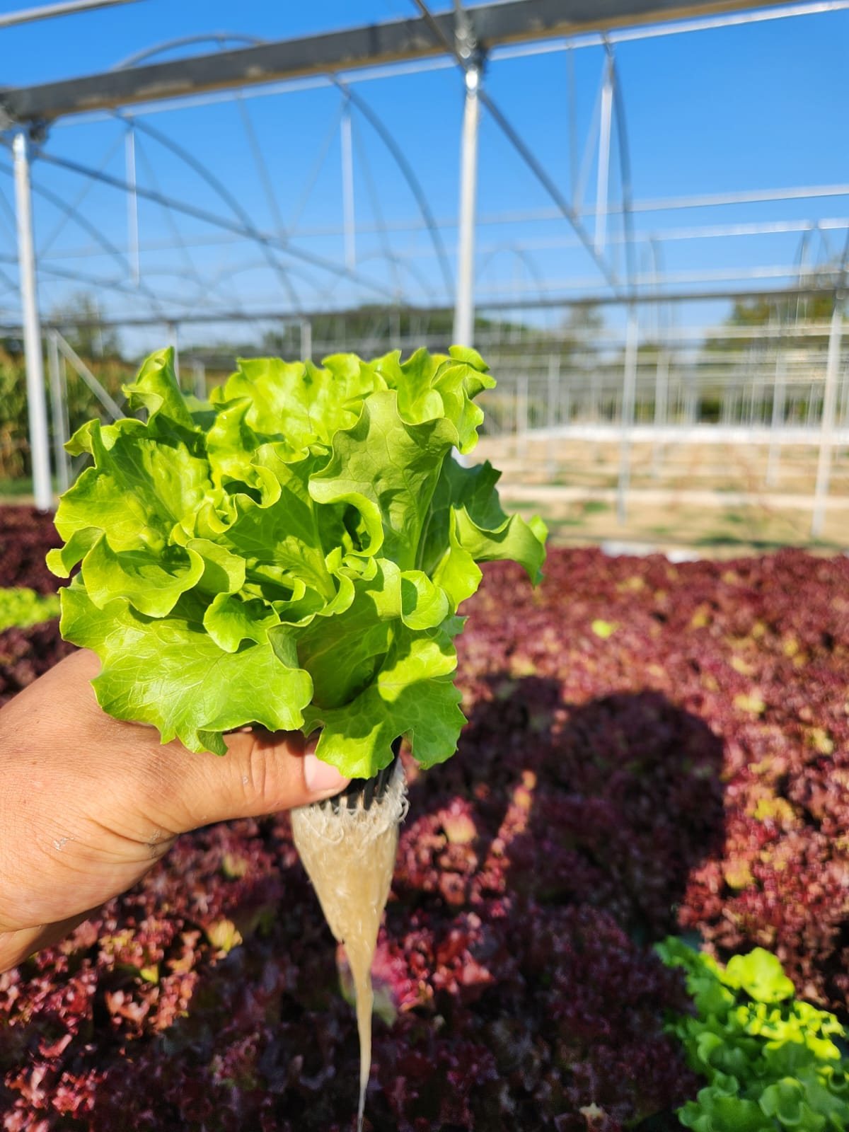 Green leaf lettuce at harvest