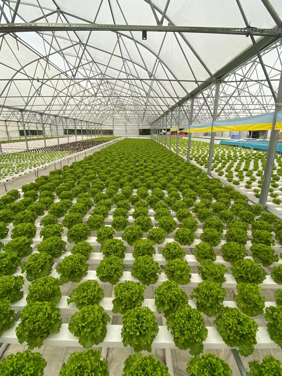 Full canopy across the bays
