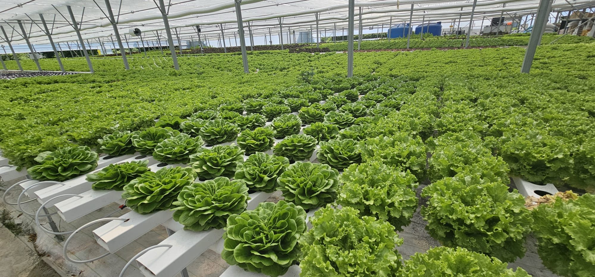 An early crop establishing