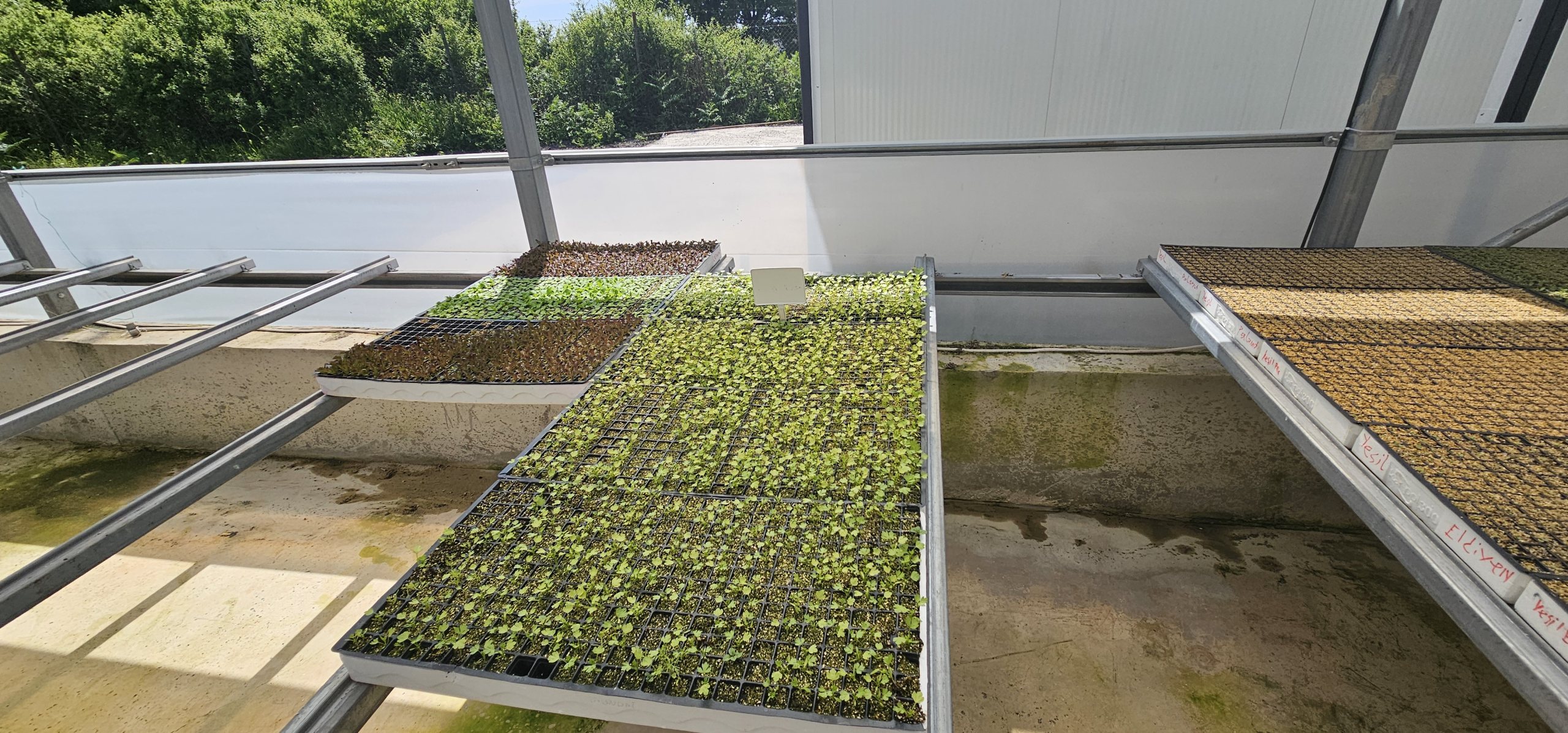 Seedling trays at germination