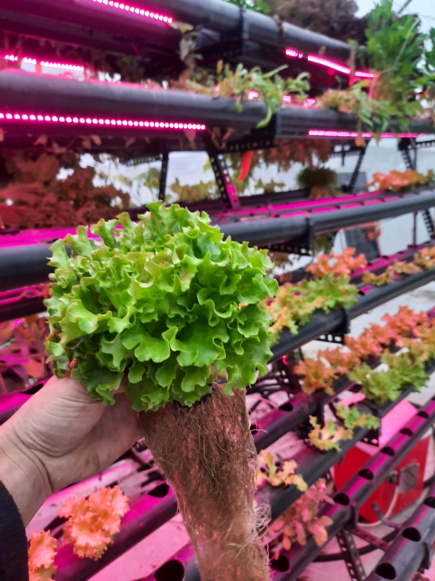 Lettuce under a controlled light spectrum