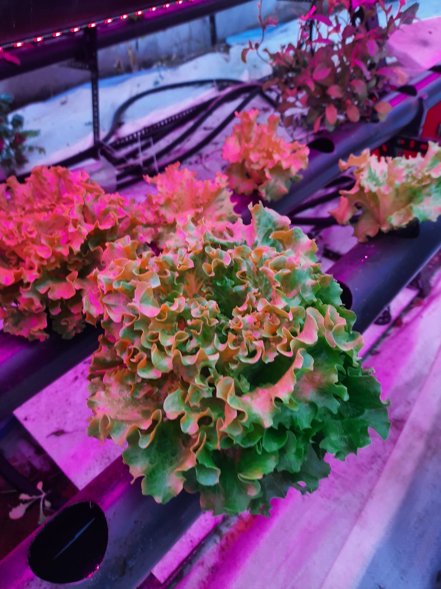 An LED-lit growing unit