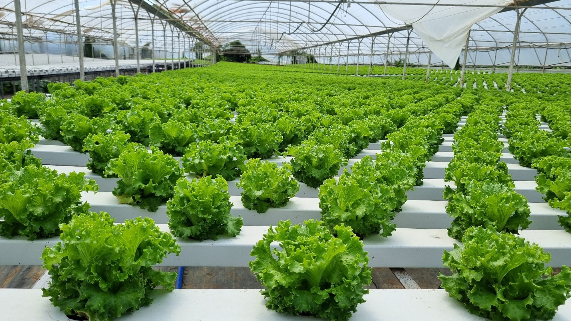 Green lettuce in production