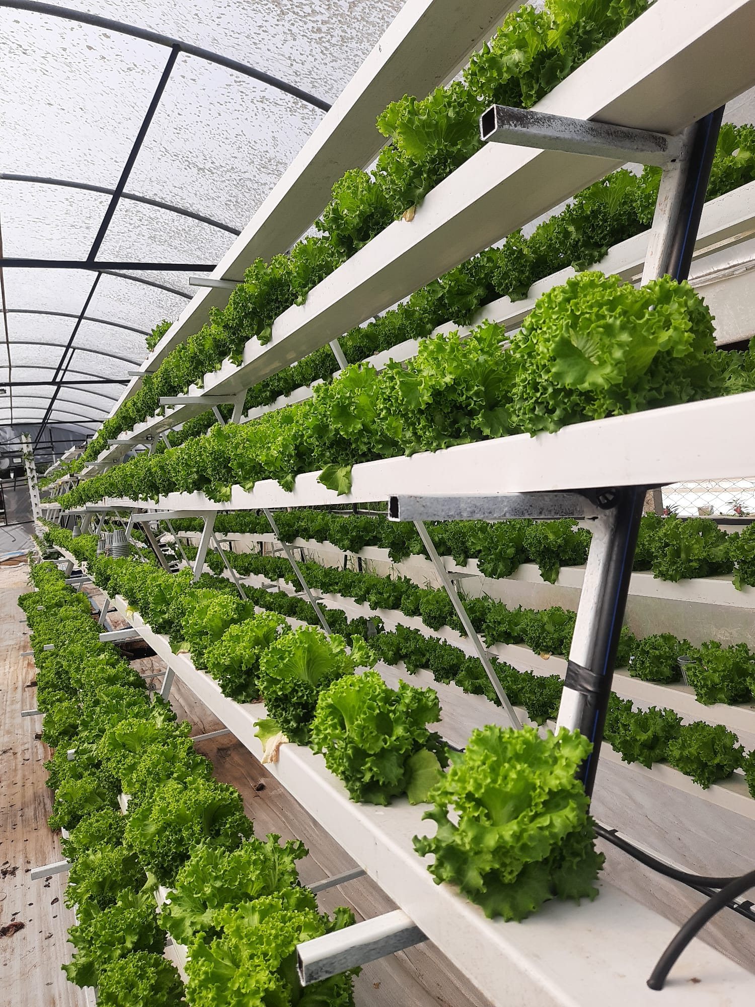 Stacked-tier growing system