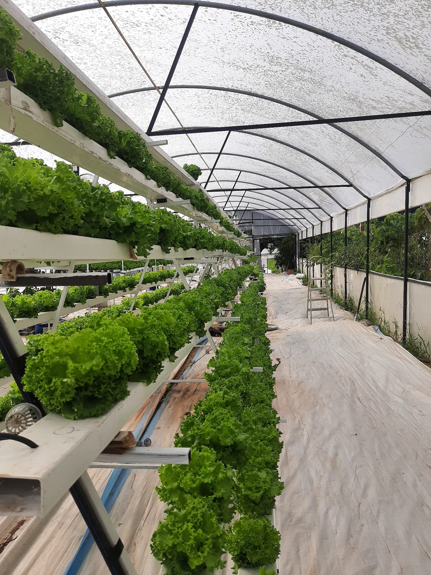 Walkway between stacked growing tiers