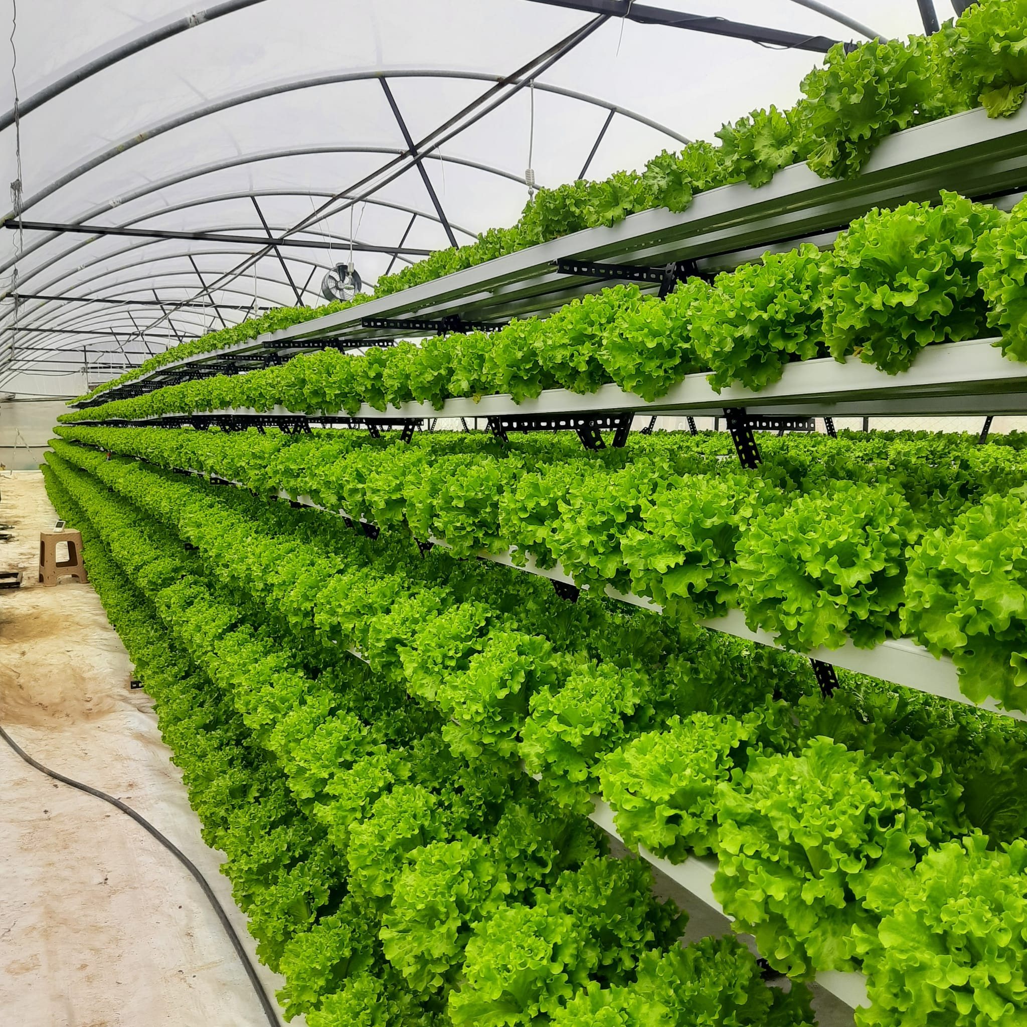 Pyramid growing system in full canopy