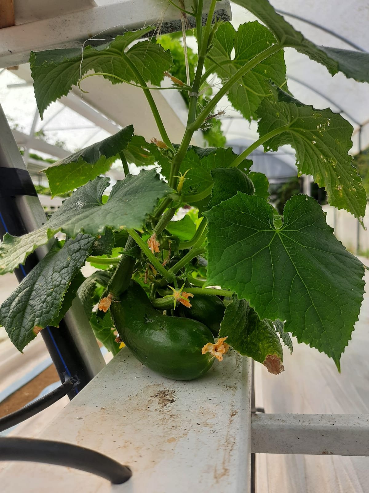 Cucumber fruiting on the channel