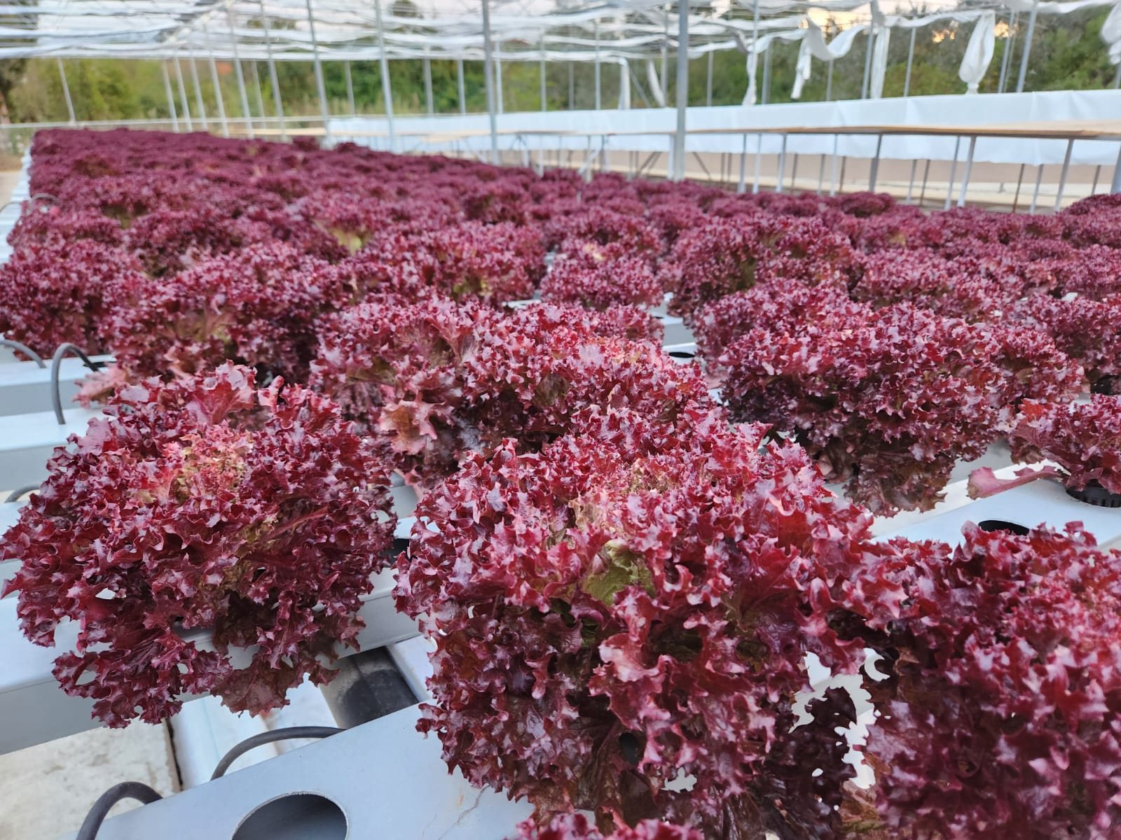Red leaf lettuce in deep water culture