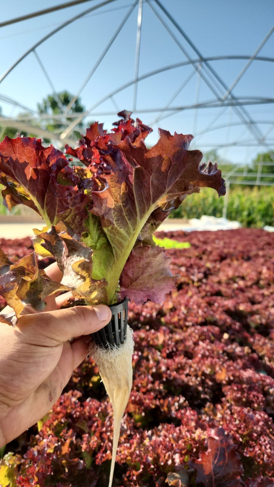 Red leaf lettuce at harvest