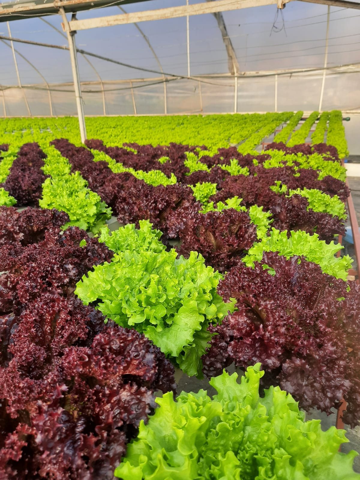 Mature mixed lettuce ready for cutting