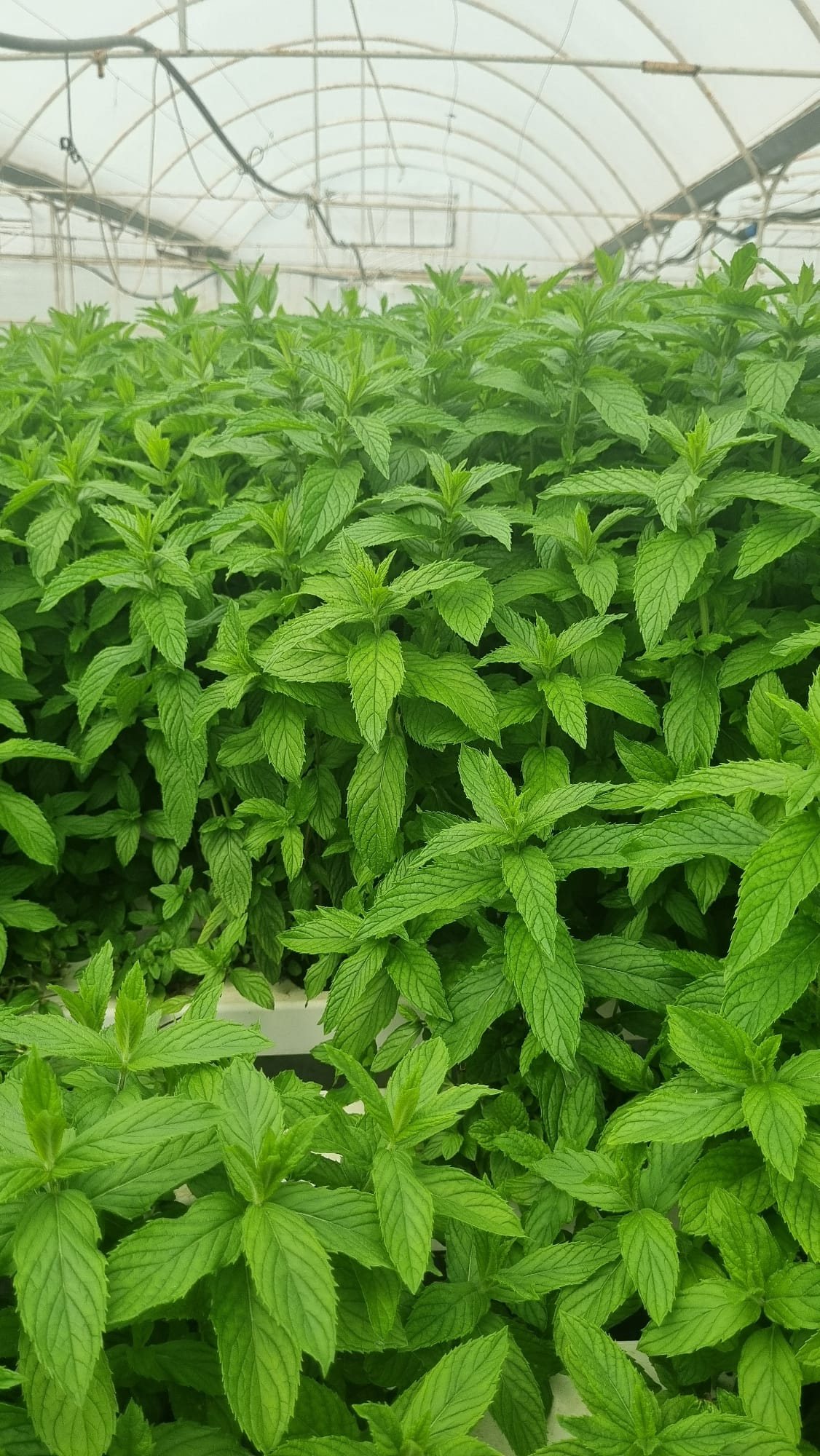 Mint under production