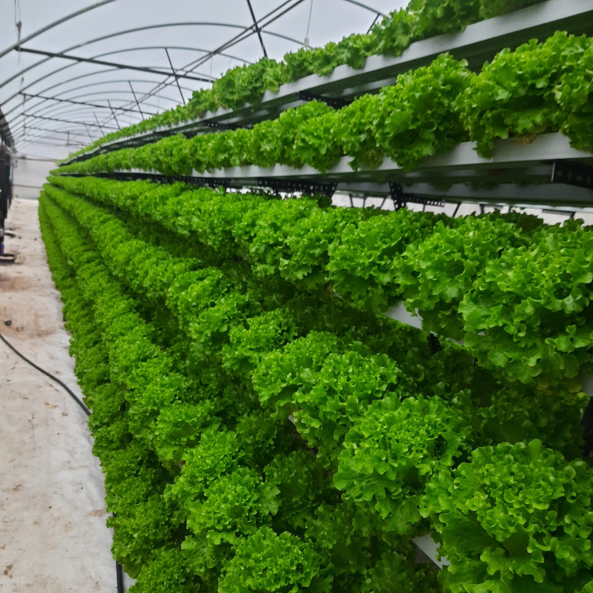 A full pyramid row under production