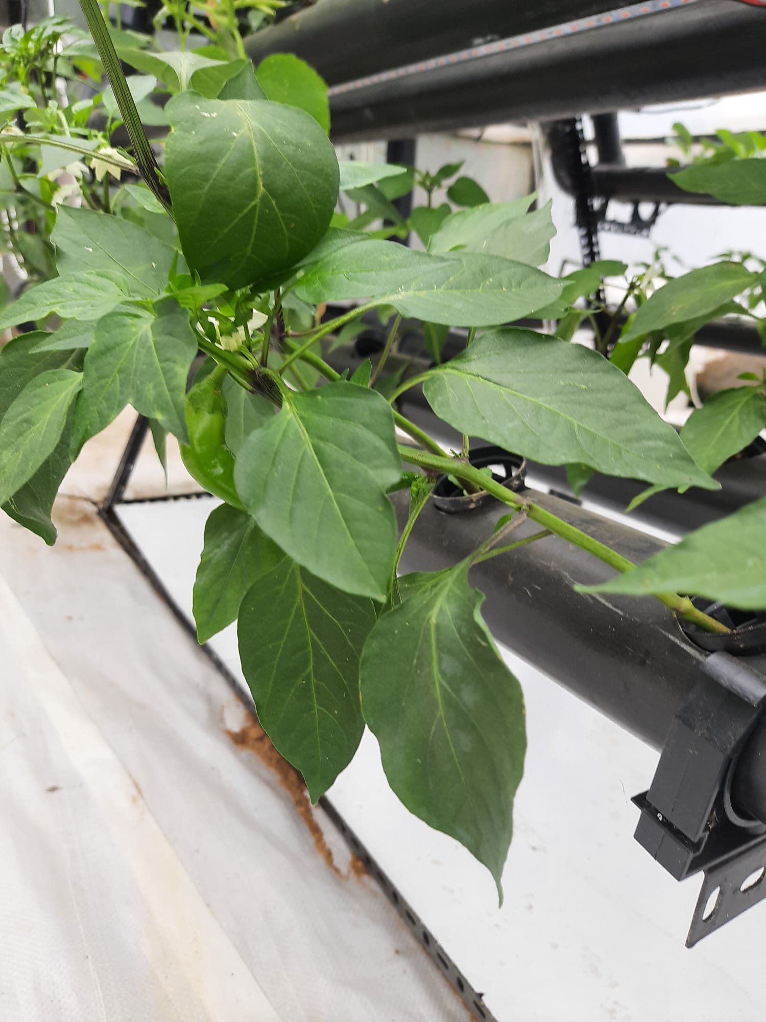 Sweet pepper developing on the vine