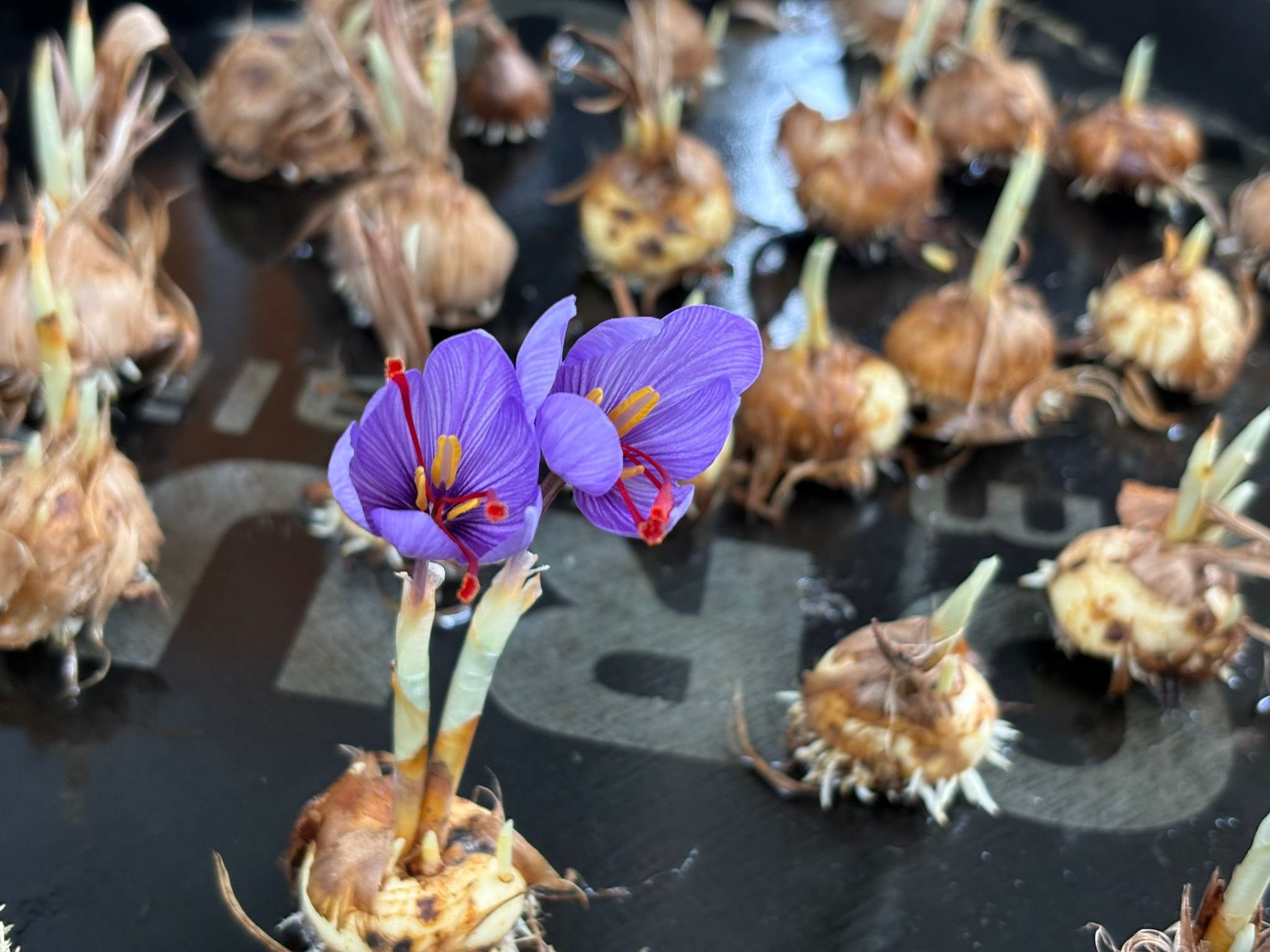 Saffron in flower during an office trial