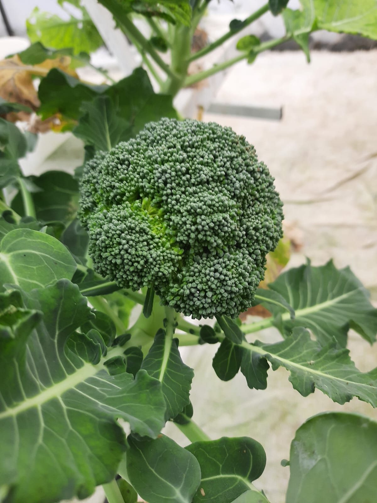 A broccoli head at maturity
