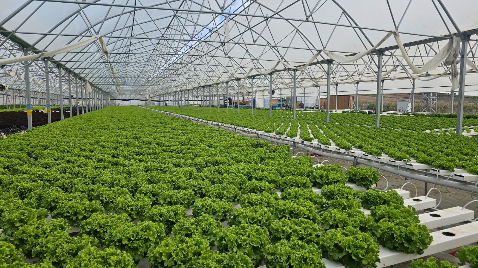 Green lettuce at scale