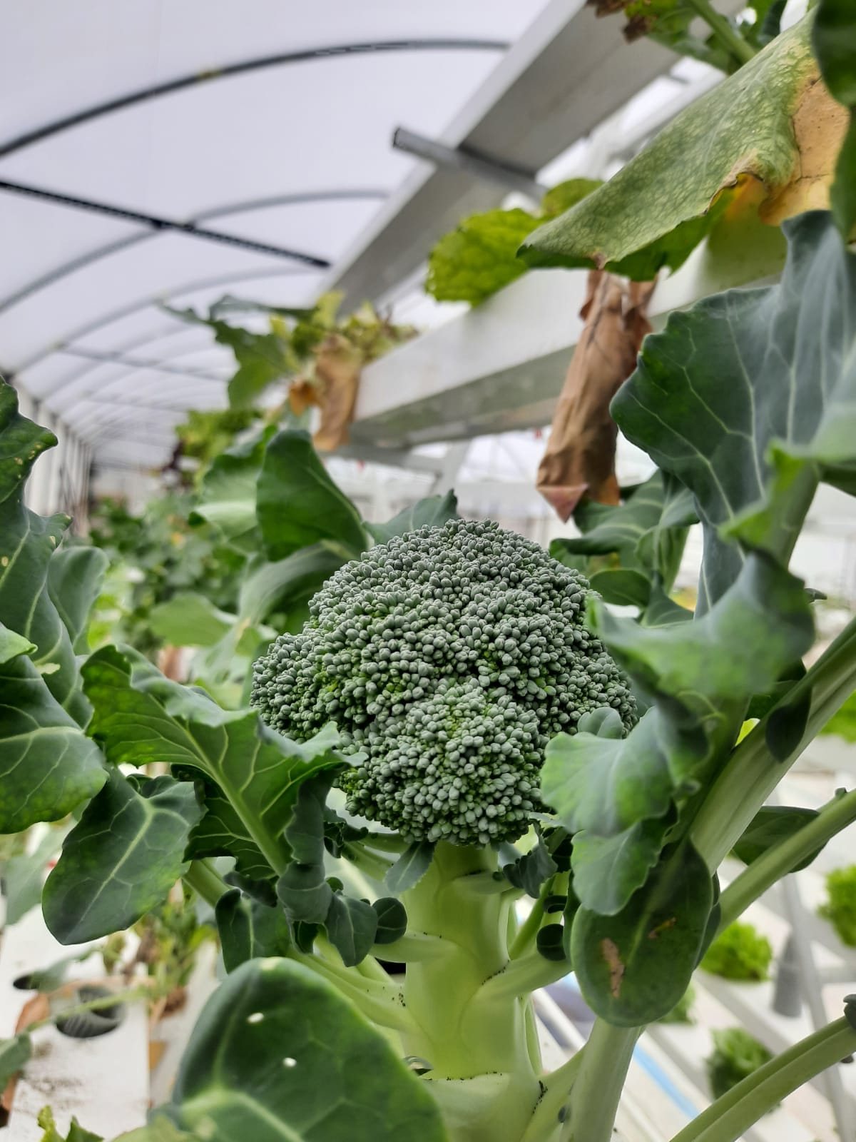 Broccoli grown hydroponically