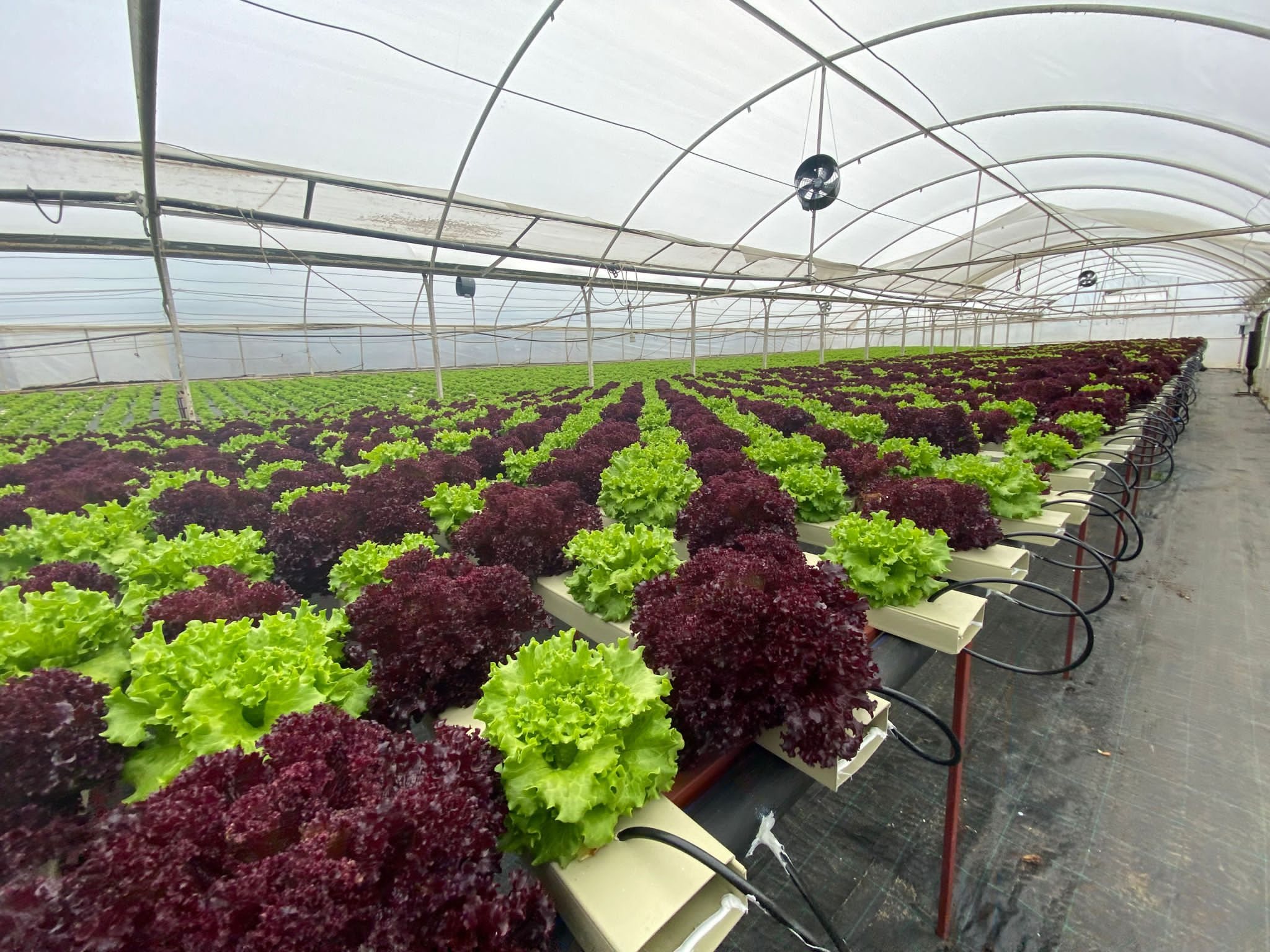 Red and green rows side by side