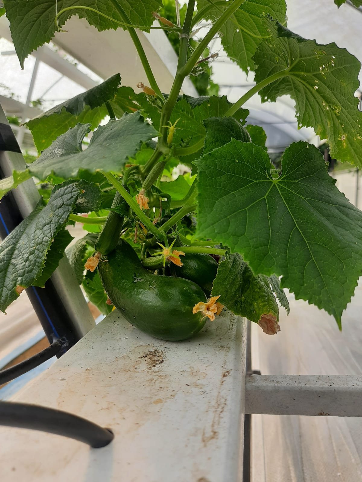 Cucumber in flower