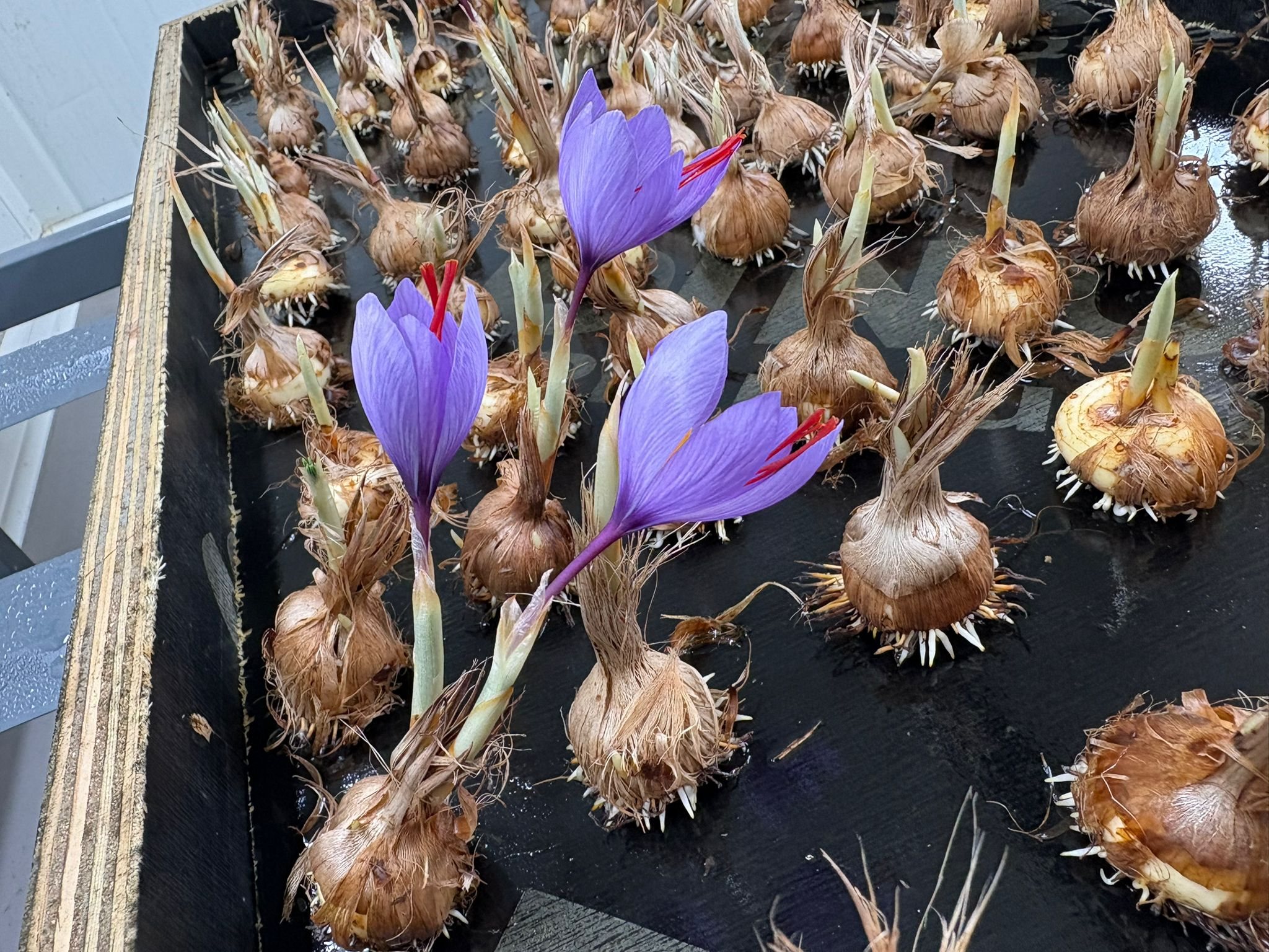 Detail from the saffron trial