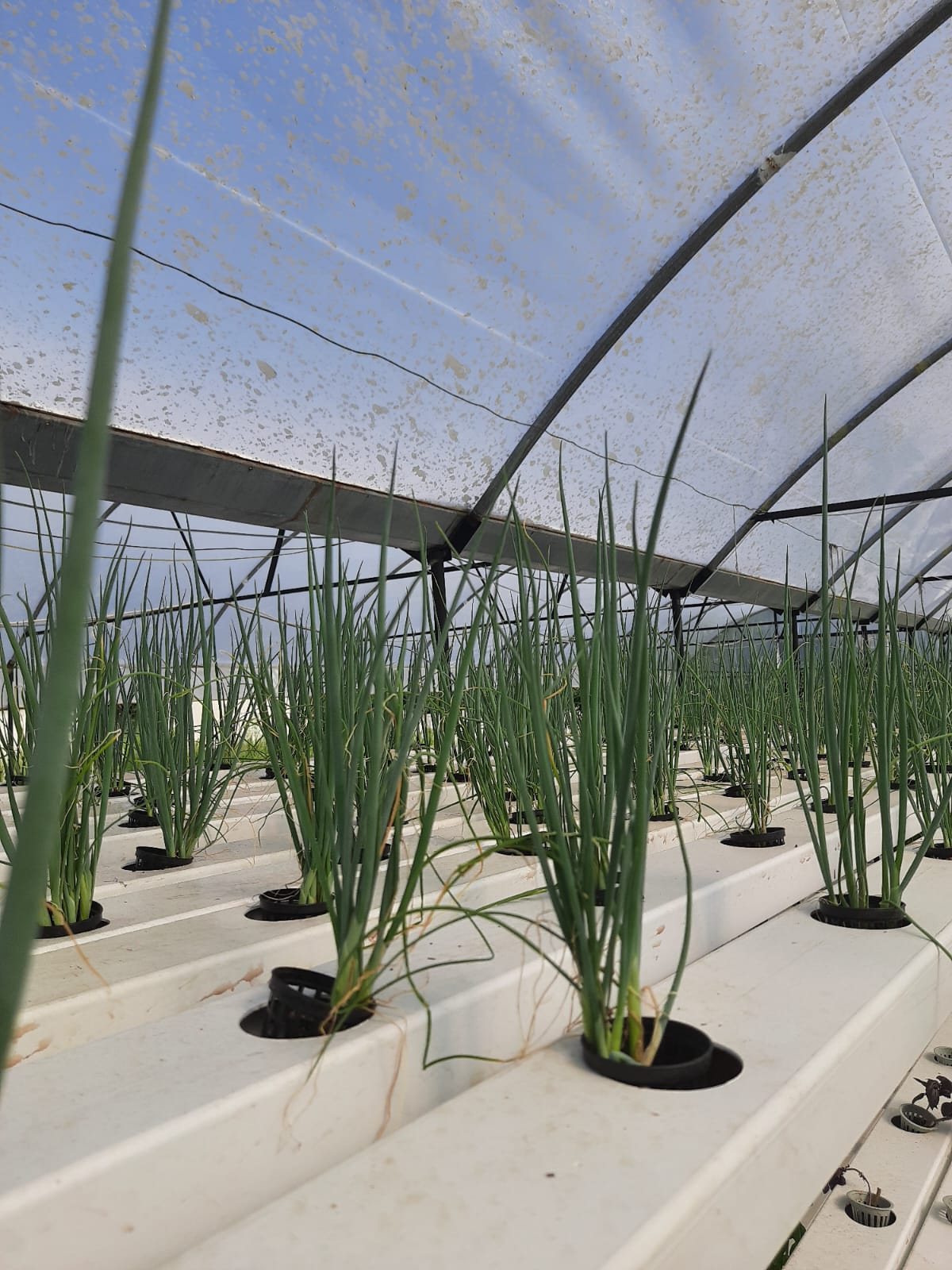 Spring onion in the channels