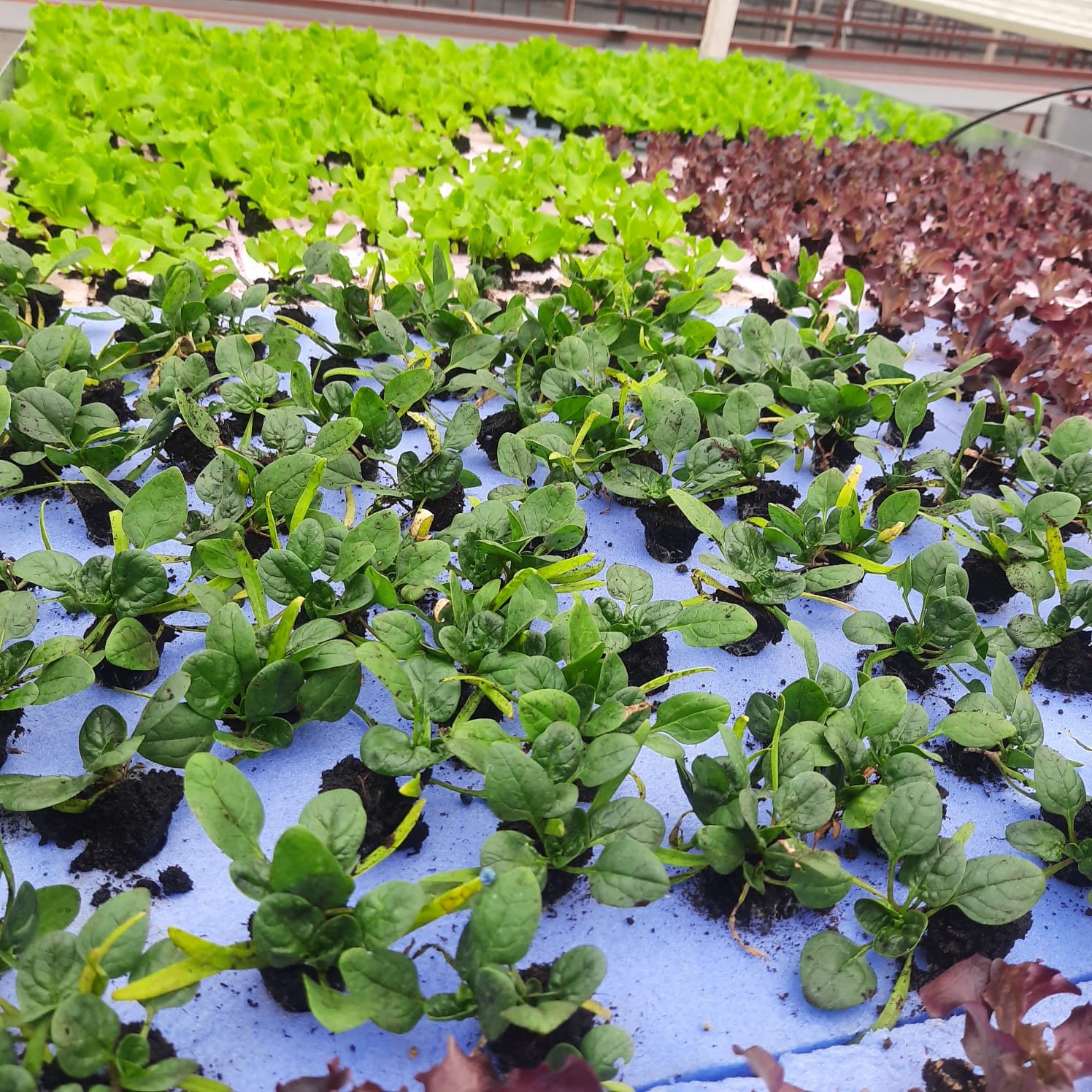 A block of pak choi