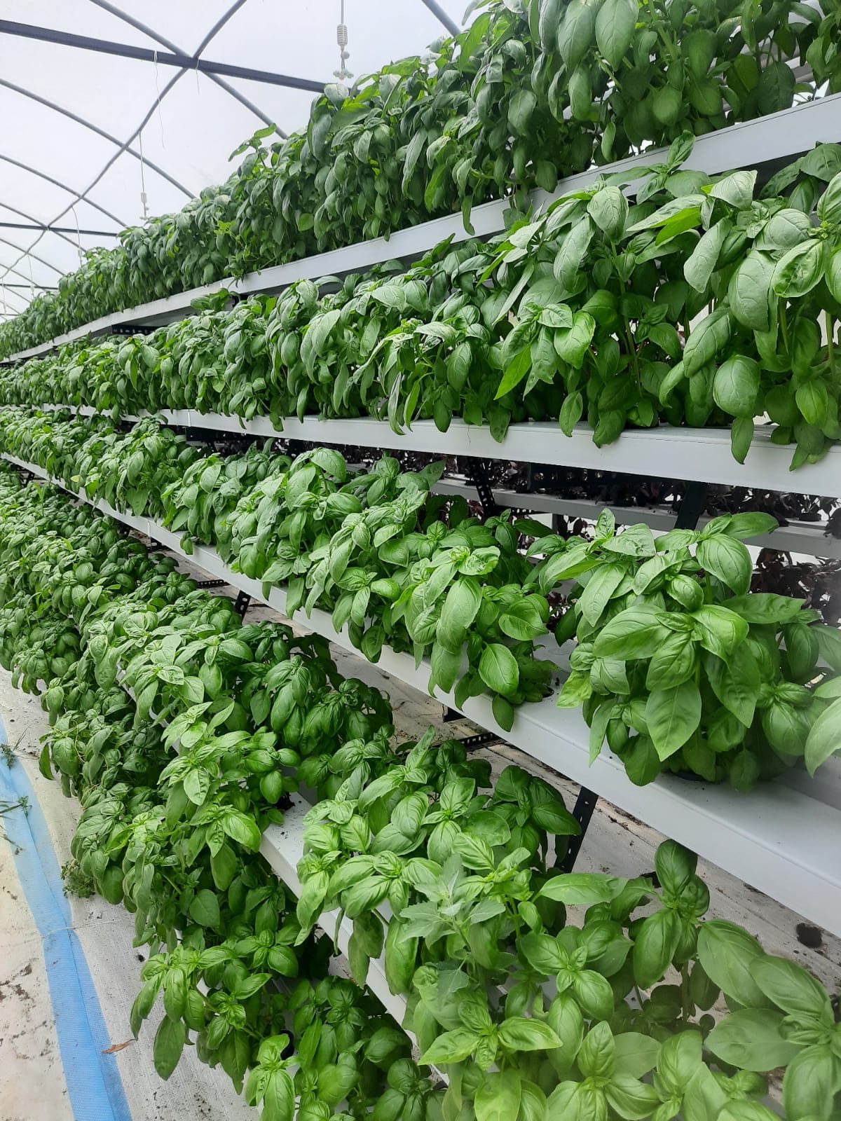 Stacked tiers planted with basil