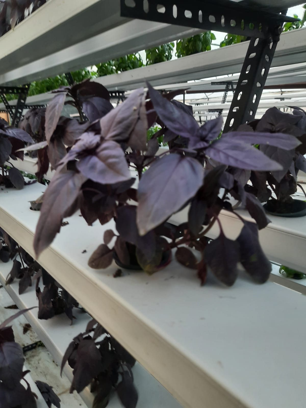 Opal basil at commercial density