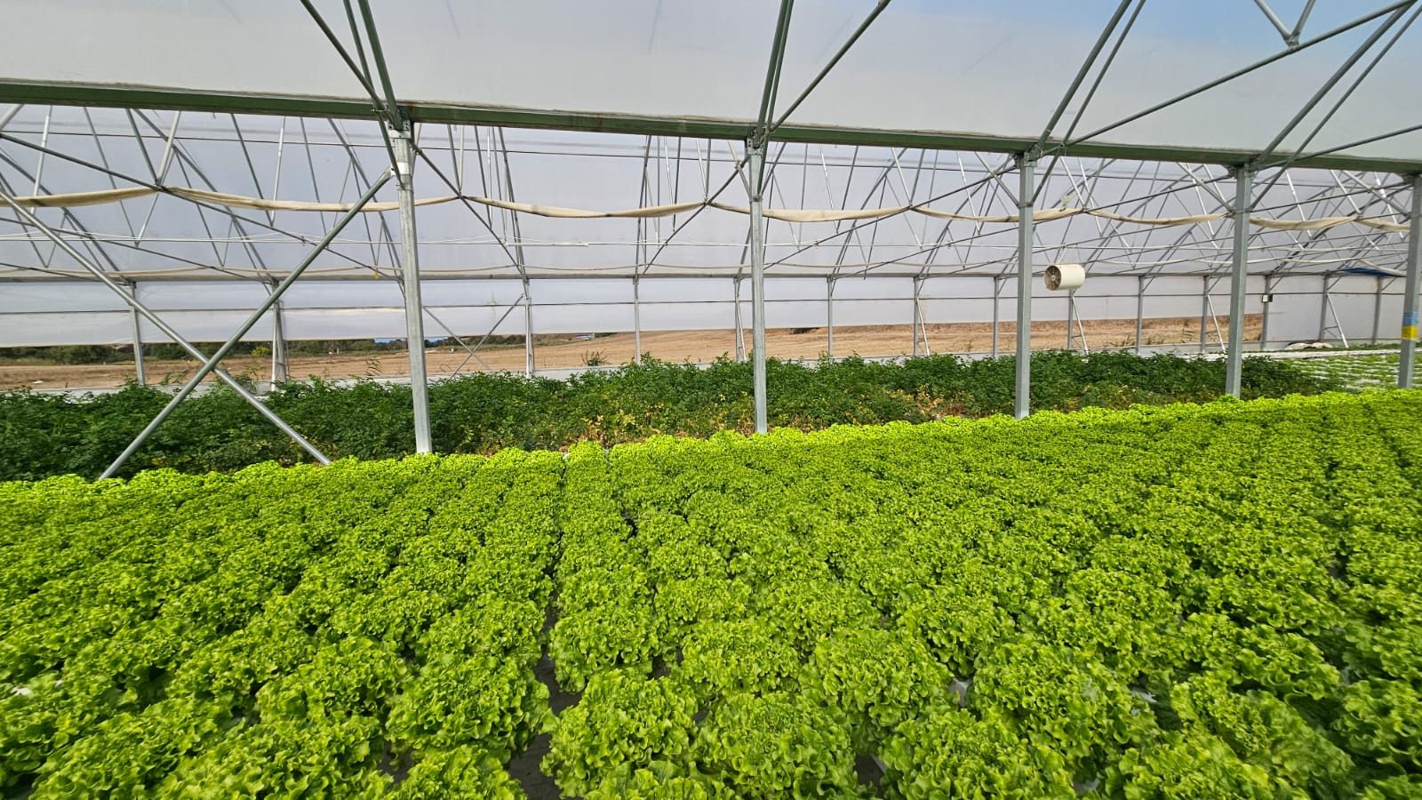 The production canopy